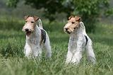 FOX TERRIER 632